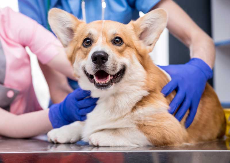 Carousel Slide 2: Dog veterinary exams