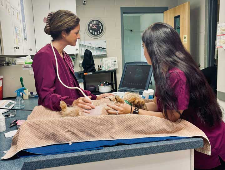 Pet Ultrasound